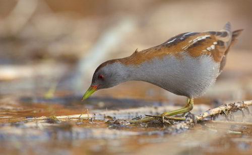 LIPU image: a bird